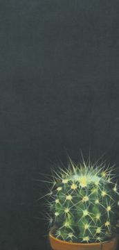 09_Marta_Sala_kaktus_olejnaplotnie_100x45_2013.jpg